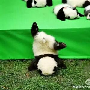 秀致妃璇