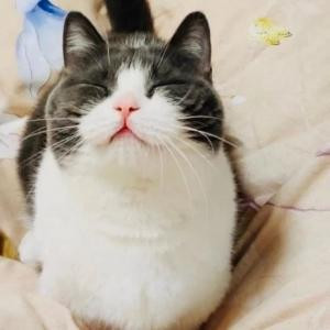 晒太阳的小懒猫
