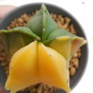 阿毛