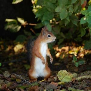 咬文嚼字的老鼠