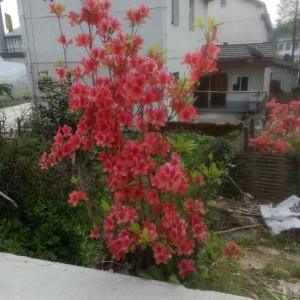 傲视天下群雄