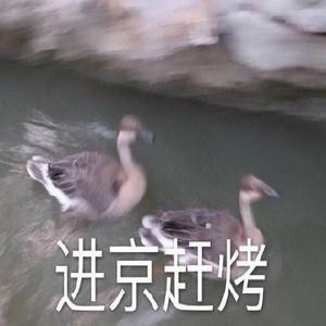 球球