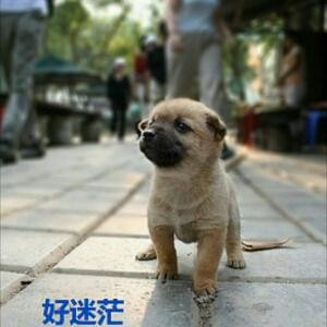 黑纱