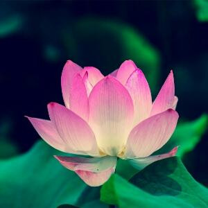 皓月追风