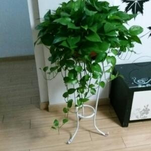 老A