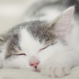 猫猫