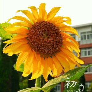 柠檬草