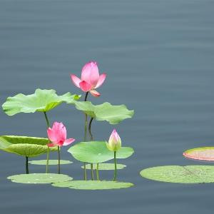 菜鸟