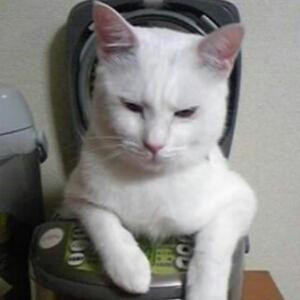孤风