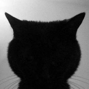 爱吃肉肉的猫猫