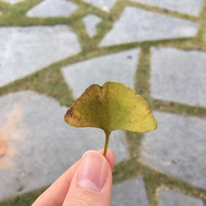Mia飞飞