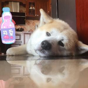 只想偷懒的猪