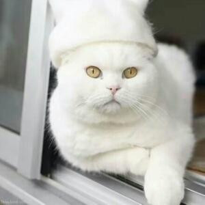 懒猫