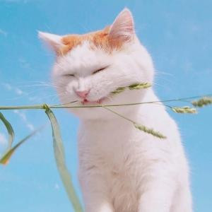 不爱吃榴莲的静