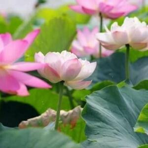 会飞的鱼