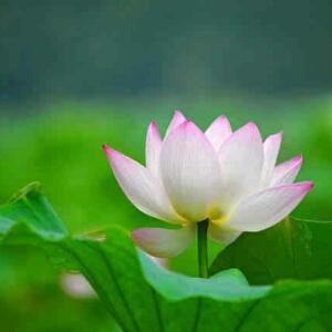 殷勤红叶传蜜意
