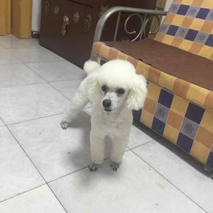 阿馨