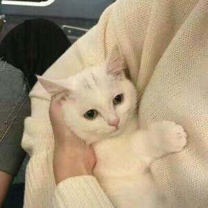 李素心
