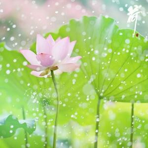 樱花雨