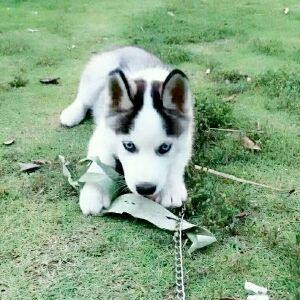 啃书虫
