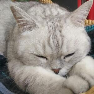 小黑招财猫