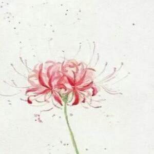 樱花恋