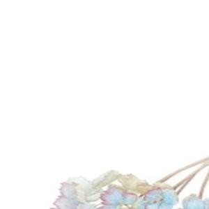 小仙女锦毛毛