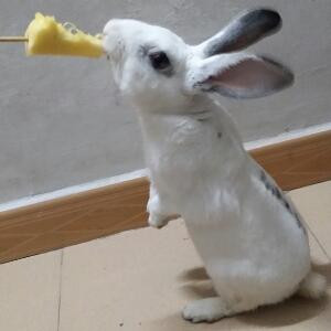 小皮