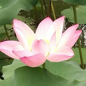 绿野苍穹