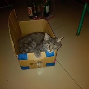 猫的眼睛
