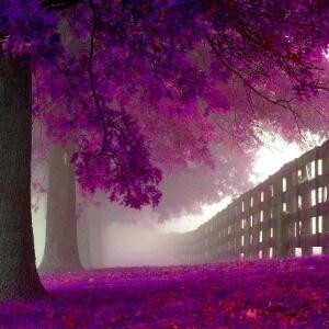 棉花糖
