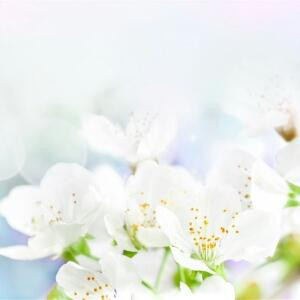 一季花落soul