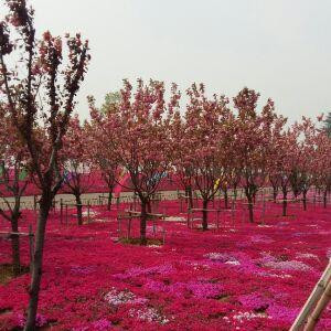 明月欣月
