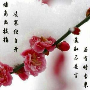 康乃馨