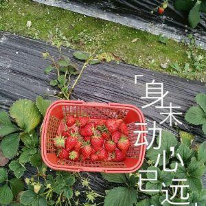 沫沫