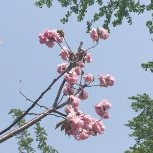 小黄人