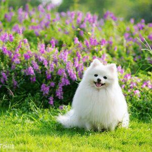 菇凉