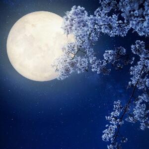 花吟月