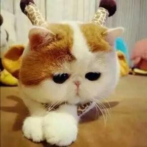 nm小夕