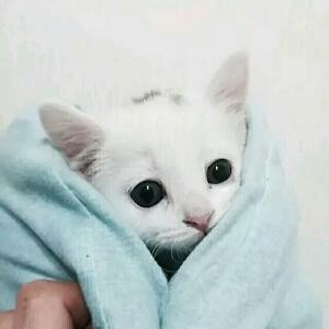 沈小贰