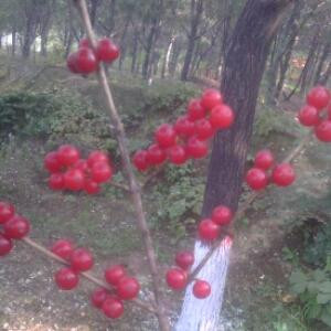 青梅等竹马