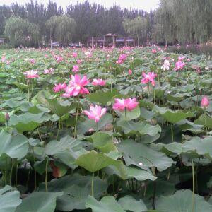 心儿