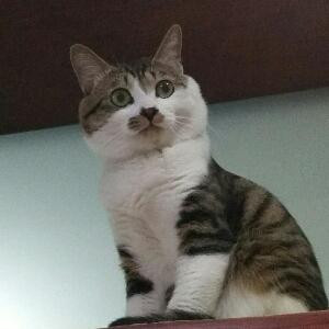 懒猫