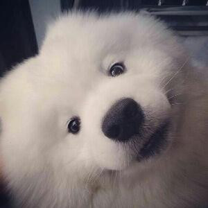 懒昜瑒