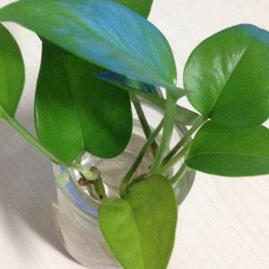 紫林雨夕