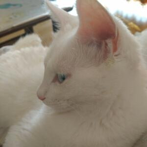 lili
