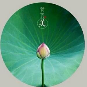 海芋