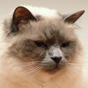 卟离公会之冷凝