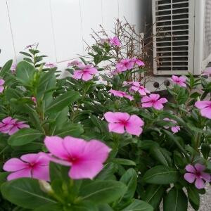 淮河渔翁