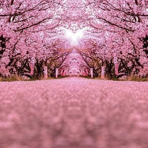 樱花树下